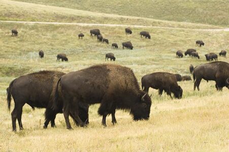 Bits and Pieces: Buffalo Steak, Energy Shortage, and Food Additive Hazards Image